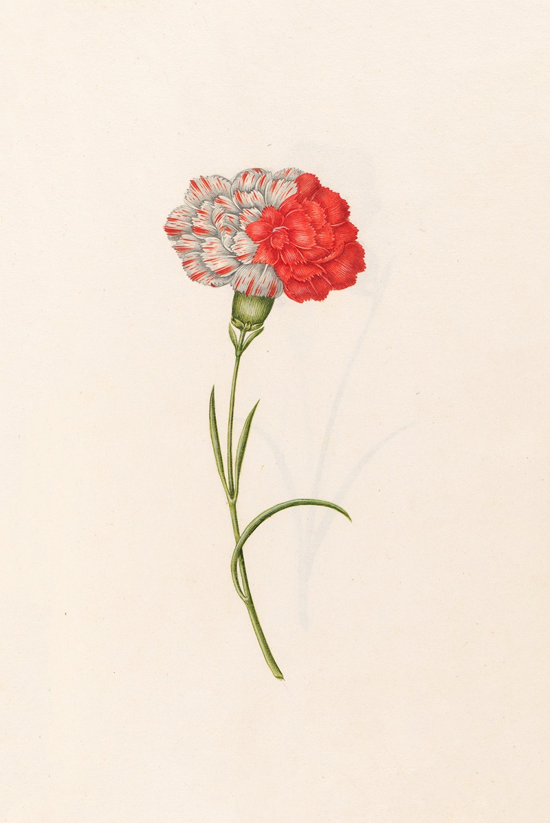 Carnation by Magdelena Rosina Funck, 1692 — digital art print download
