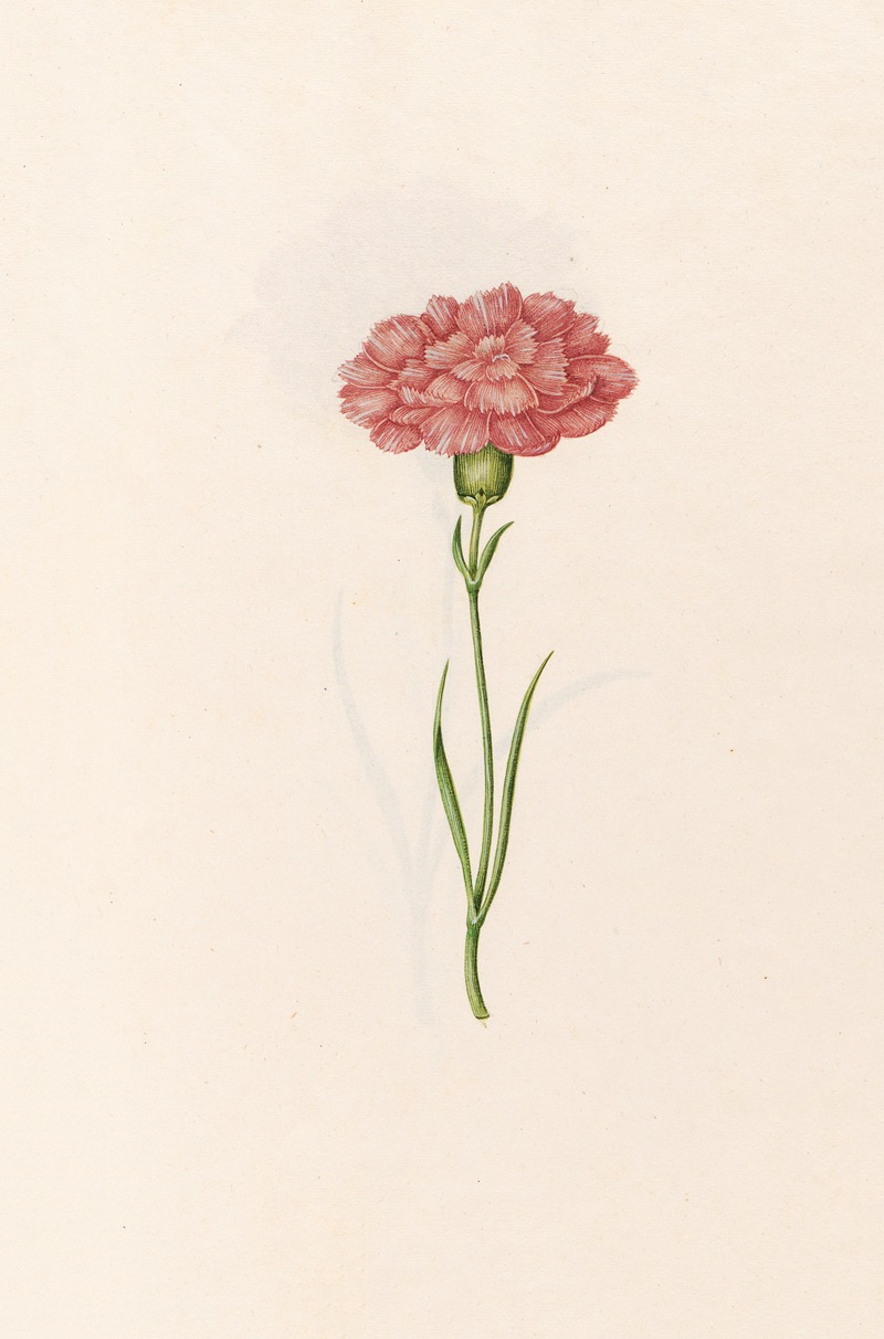 Carnation by Magdelena Rosina Funck, 1692 — digital art print download