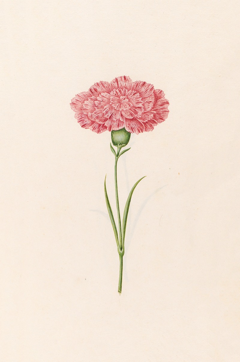 Carnation by Magdelena Rosina Funck, 1692 — digital art print download