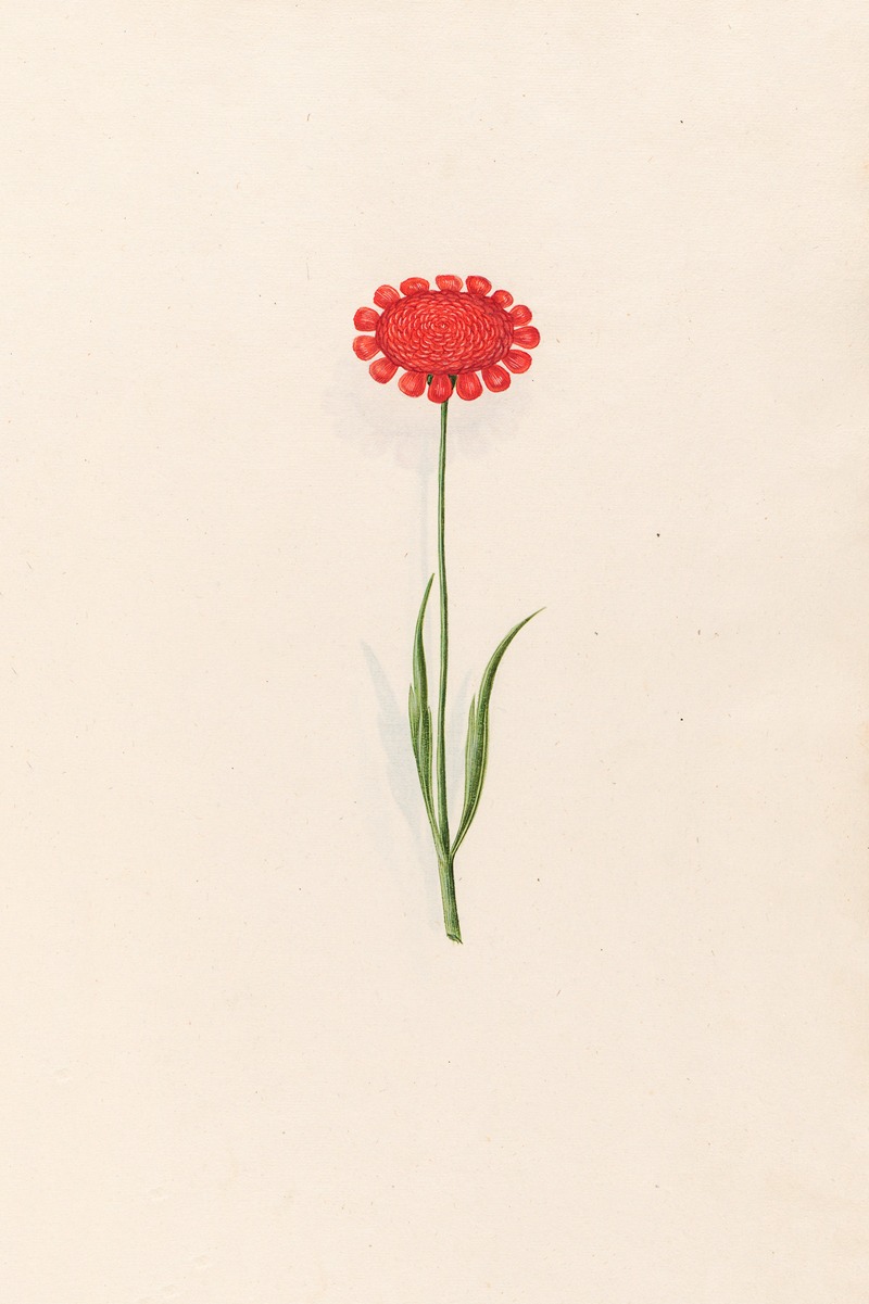 Untitled by Magdelena Rosina Funck, 1692 — digital art print download