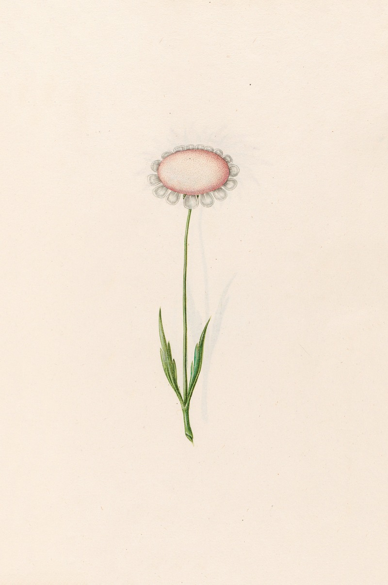 Untitled by Magdelena Rosina Funck, 1692 — digital art print download