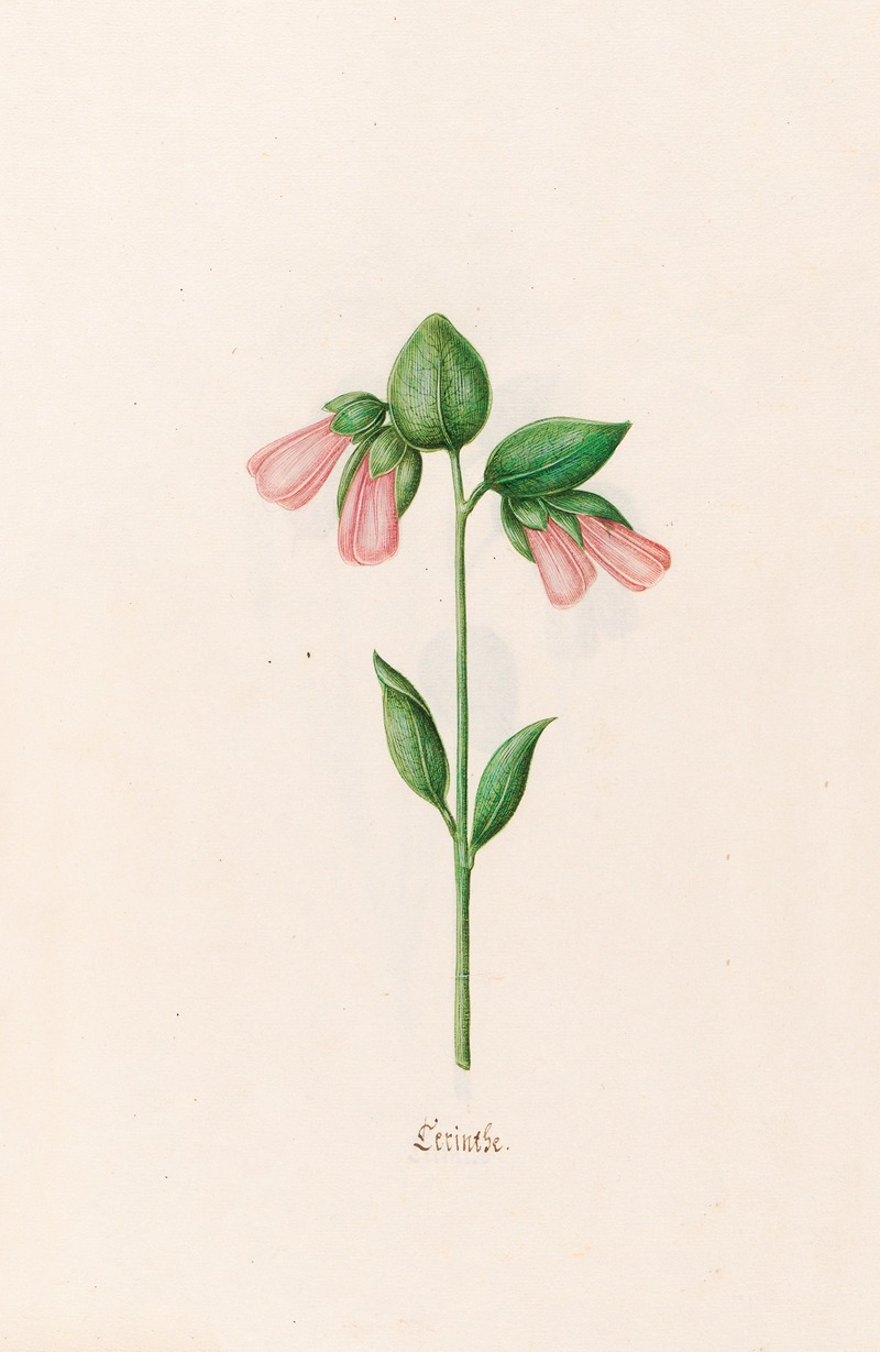 Cerinthe by Magdelena Rosina Funck, 1692 — digital art print download