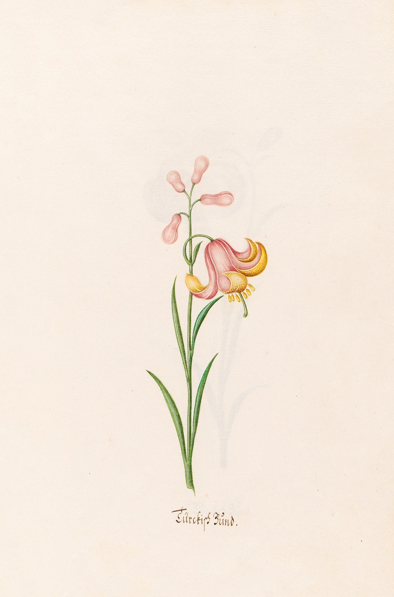 Türckish Bünd by Magdelena Rosina Funck, 1692 — digital art print download