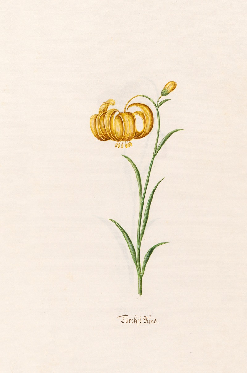 Türckish Bünd by Magdelena Rosina Funck, 1692 — digital art print download