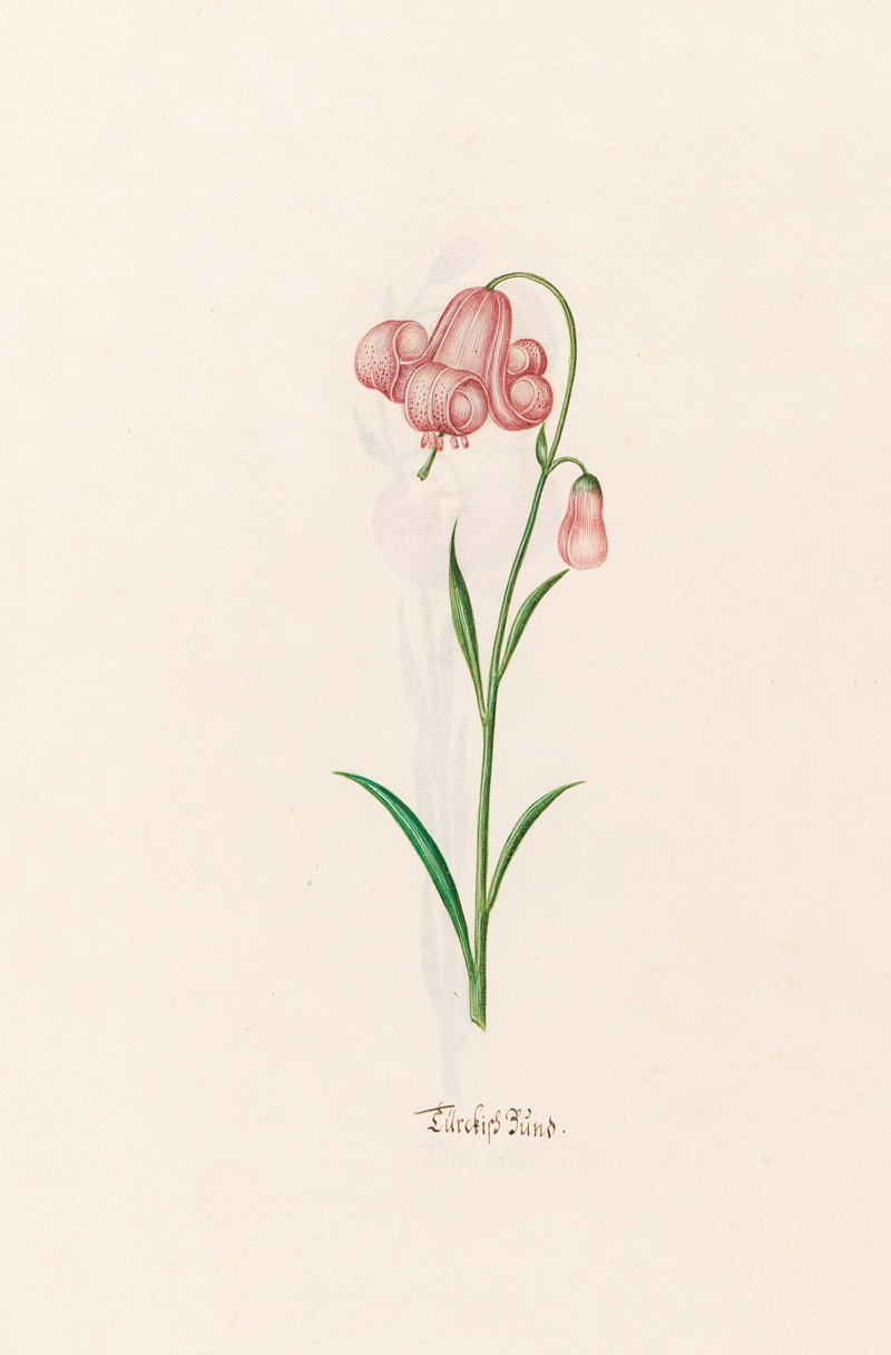 Türckish Bünd by Magdelena Rosina Funck, 1692 — digital art print download