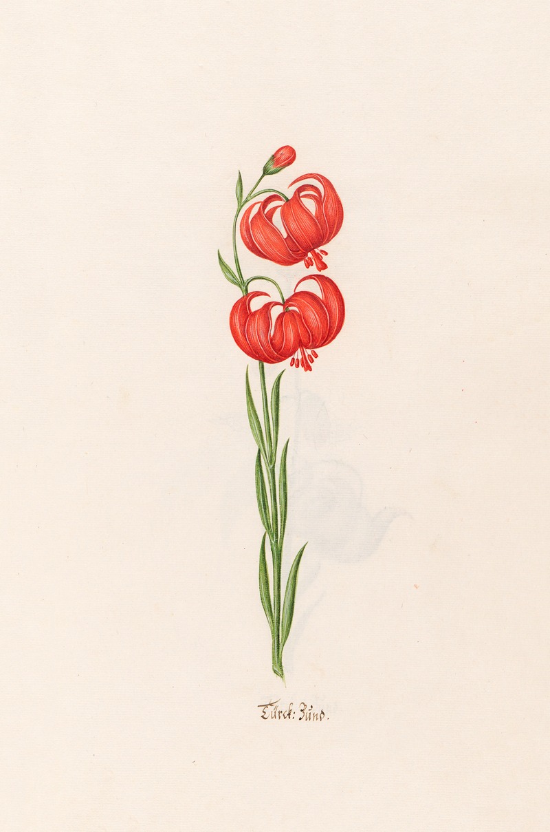 Türckish Bünd by Magdelena Rosina Funck, 1692 — digital art print download