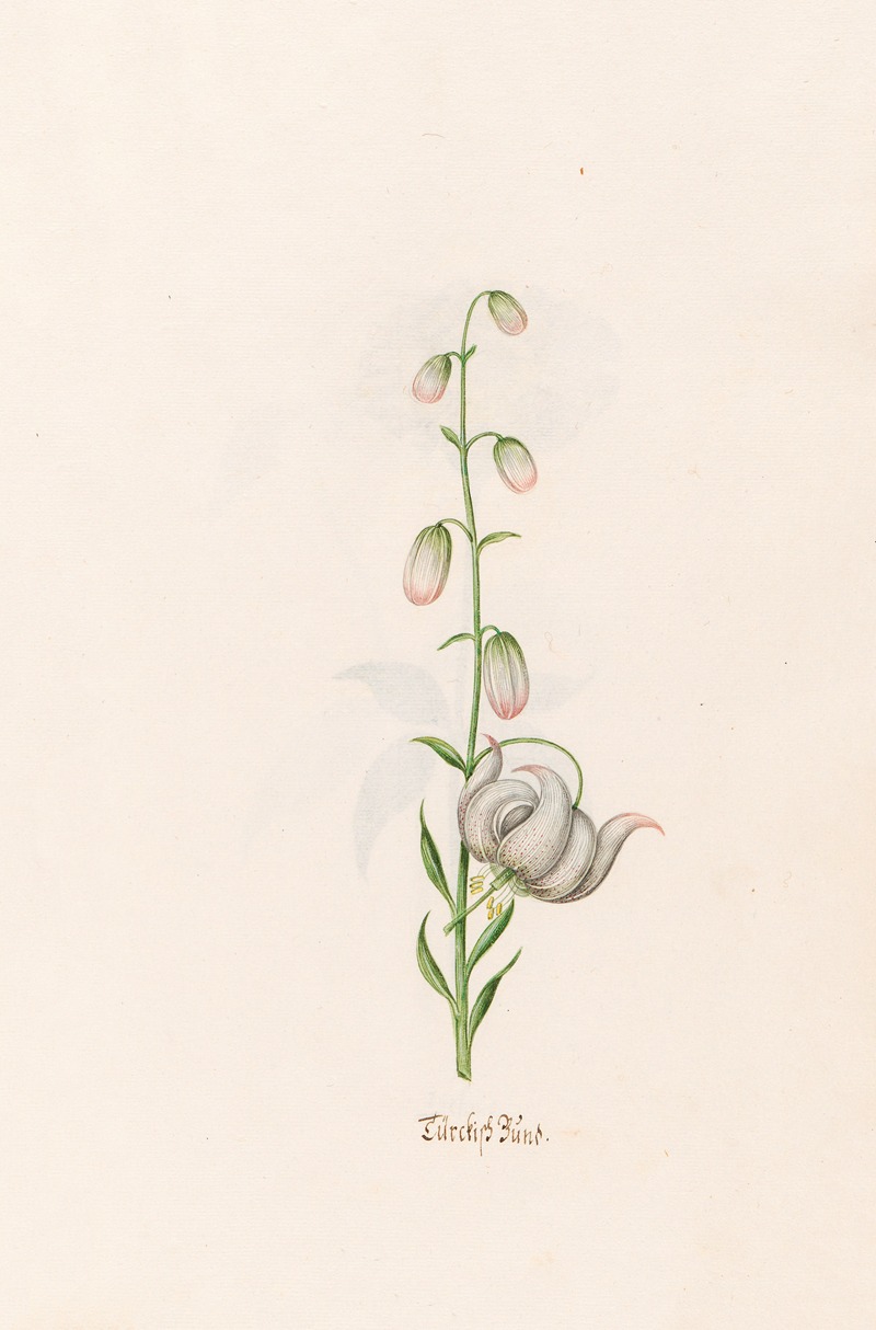 Türckish Bünd by Magdelena Rosina Funck, 1692 — digital art print download