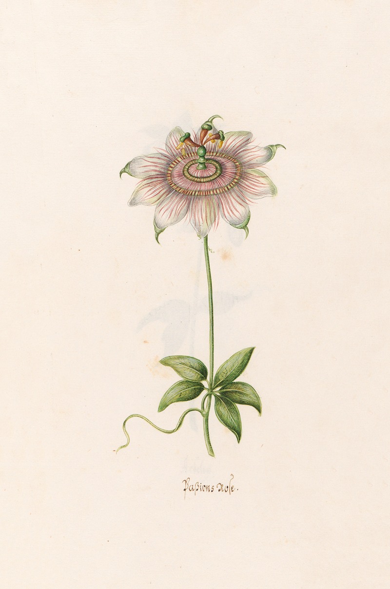 Passions rose by Magdelena Rosina Funck, 1692 — digital art print download