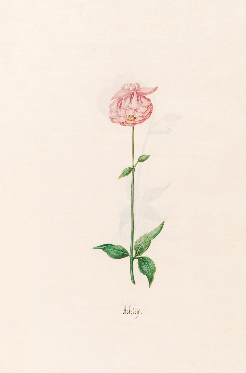 Ackeleÿ by Magdelena Rosina Funck, 1692 — digital art print download