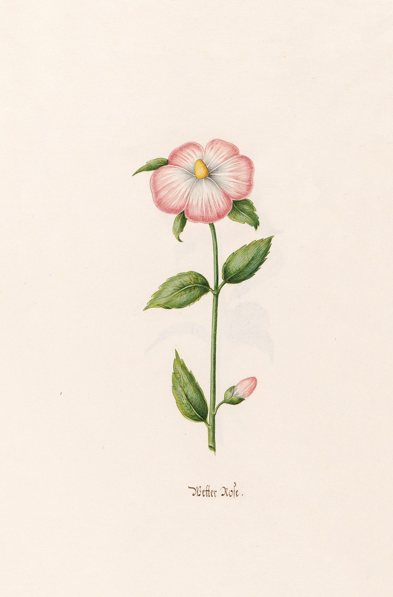 Wetter rose by Magdelena Rosina Funck, 1692 — digital art print download