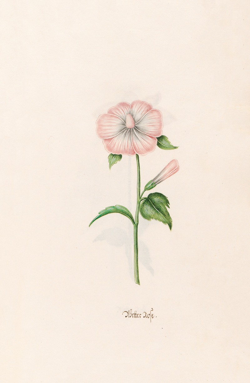Wetter rose by Magdelena Rosina Funck, 1692 — digital art print download