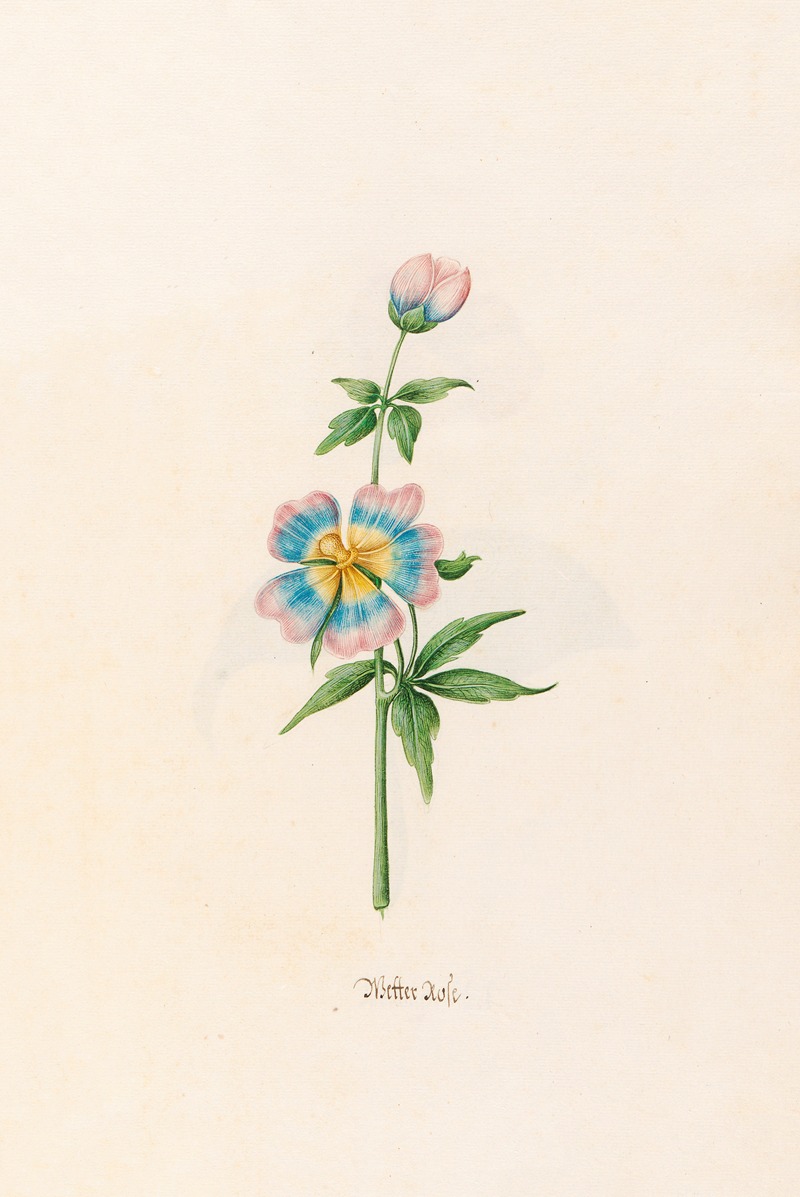 Wetter rose by Magdelena Rosina Funck, 1692 — digital art print download