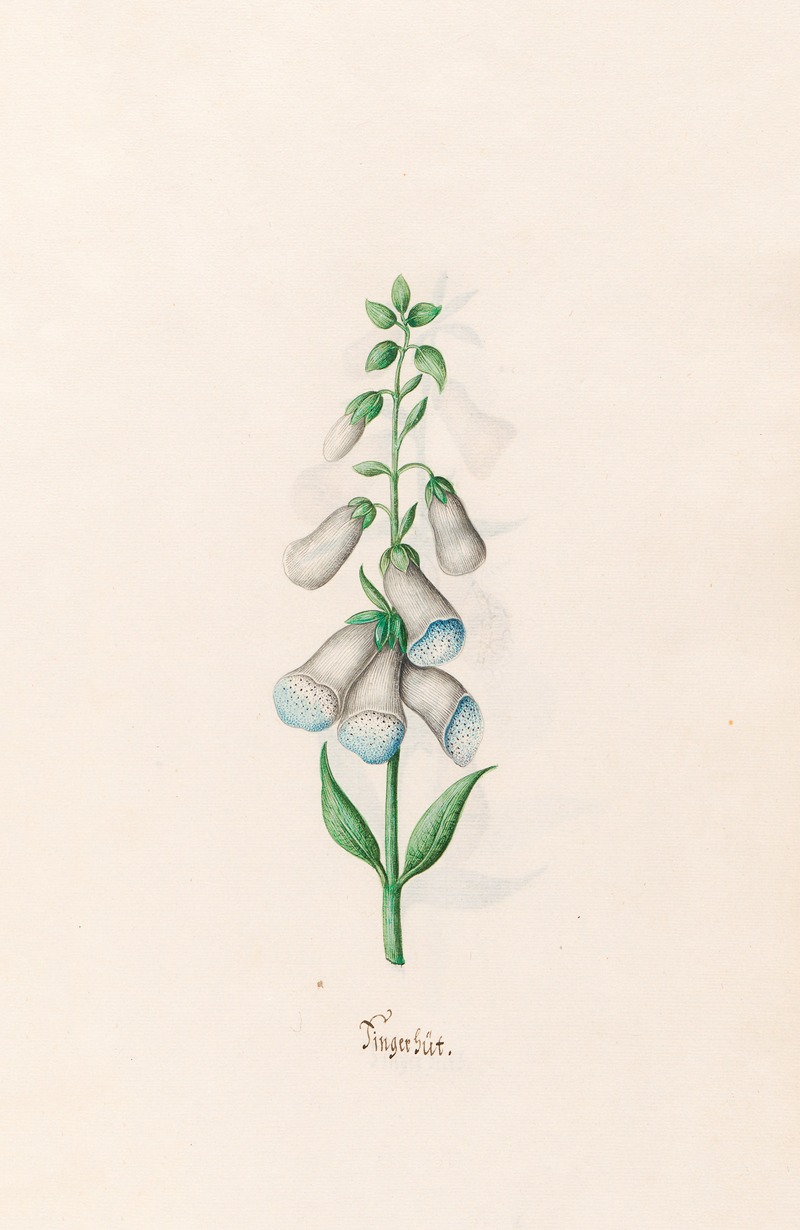 Fingerhüt by Magdelena Rosina Funck, 1692 — digital art print download