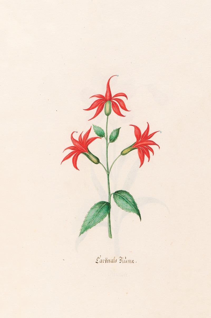 Cardinals Blüme by Magdelena Rosina Funck, 1692 — digital art print download