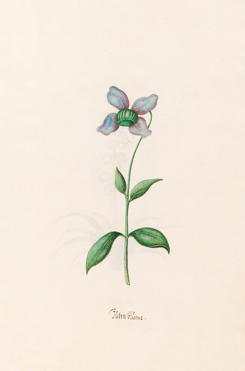 Jüden Blüme by Magdelena Rosina Funck, 1692 — digital art print download