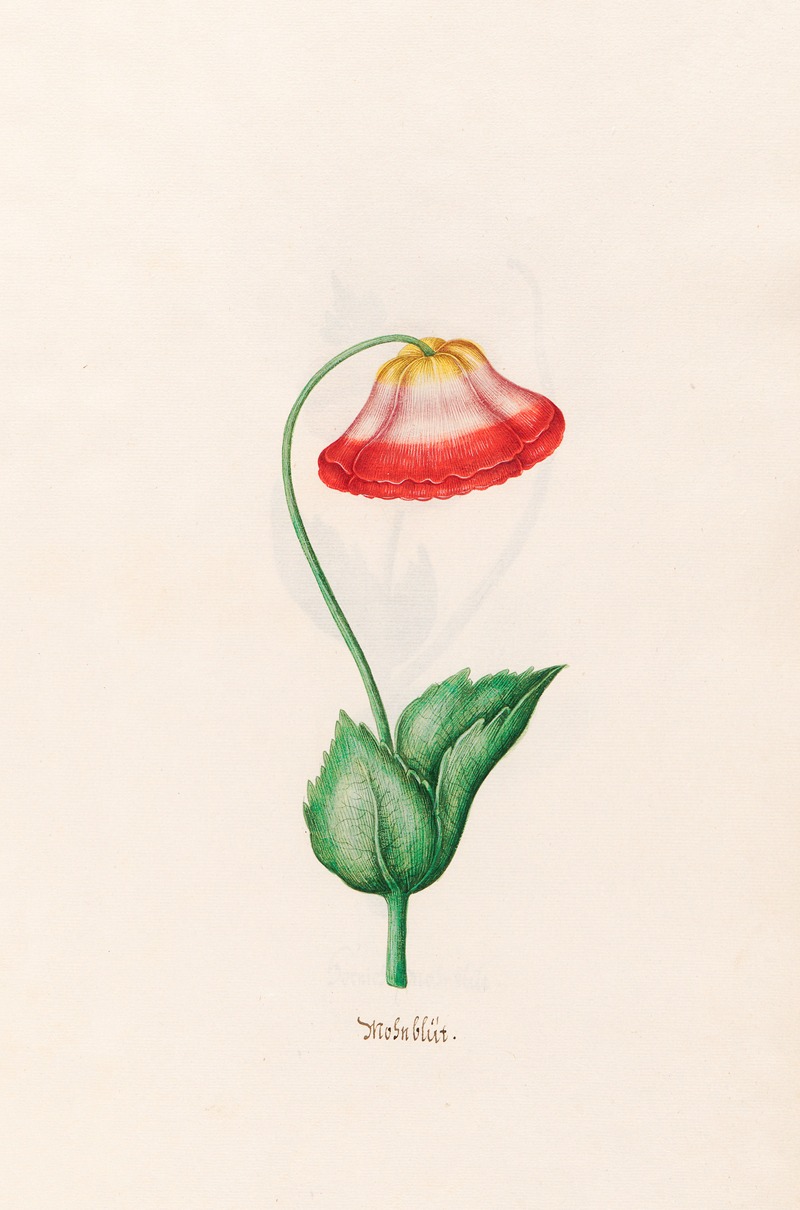 Mohnblüt by Magdelena Rosina Funck, 1692 — digital art print download