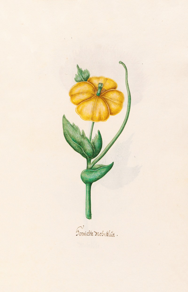 Burnischte Mohnblüt by Magdelena Rosina Funck, 1692 — digital art print download