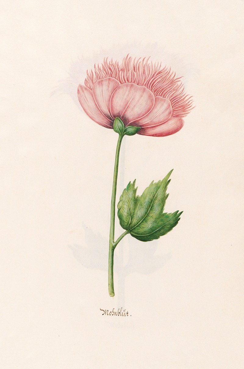 Mohnblüt by Magdelena Rosina Funck, 1692 — digital art print download