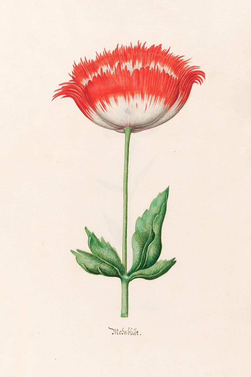 Mohnblüt by Magdelena Rosina Funck, 1692 — digital art print download