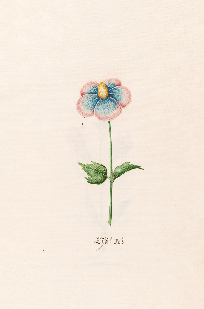Lÿbish rose by Magdelena Rosina Funck, 1692 — digital art print download