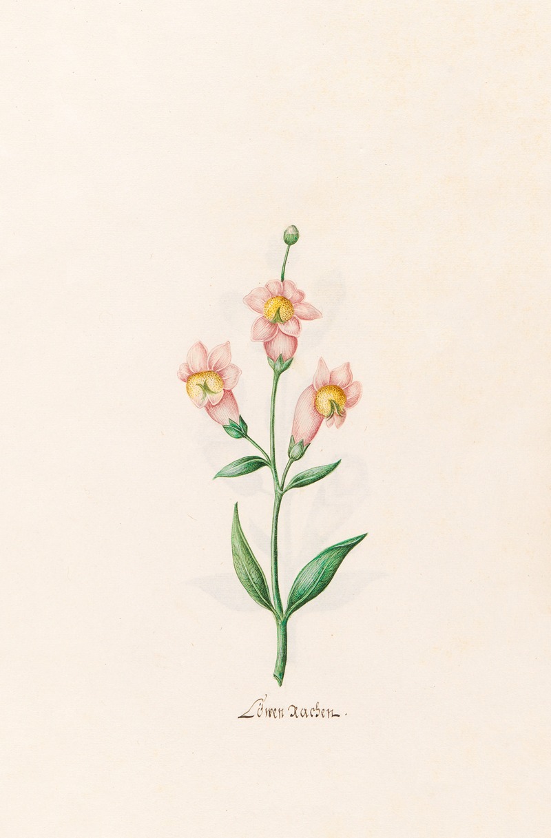 Löwen rachen by Magdelena Rosina Funck, 1692 — digital art print download