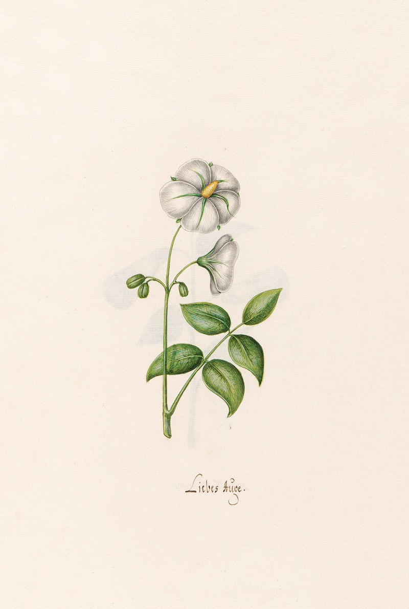 Liebes Aüge by Magdelena Rosina Funck, 1692 — digital art print download