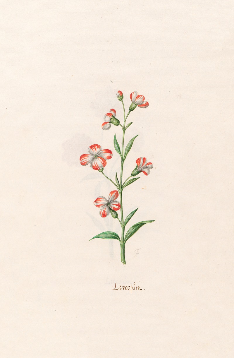 Leucojüm by Magdelena Rosina Funck, 1692 — digital art print download
