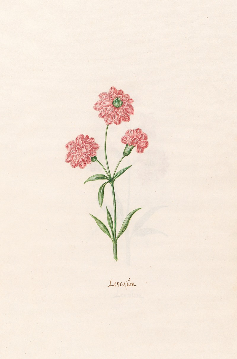 Leucojüm by Magdelena Rosina Funck, 1692 — digital art print download