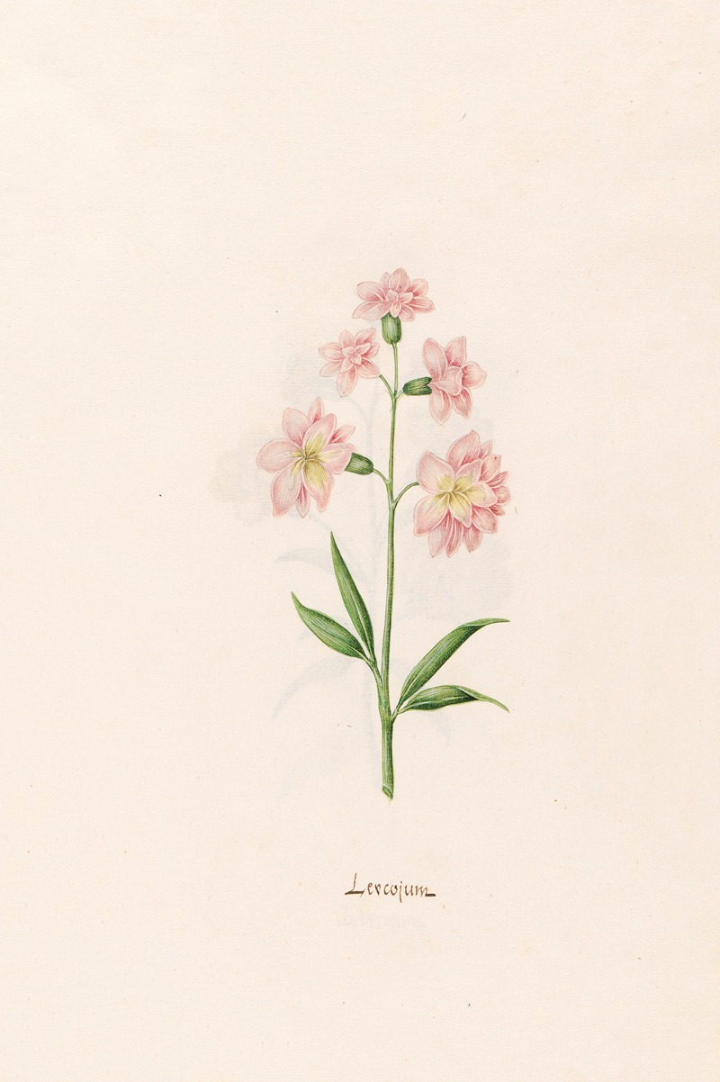 Leucojum by Magdelena Rosina Funck, 1692 — digital art print download
