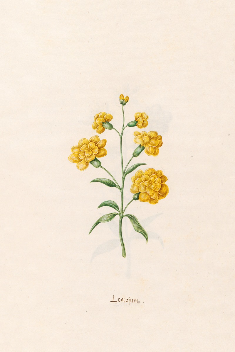 Leucojum by Magdelena Rosina Funck, 1692 — digital art print download