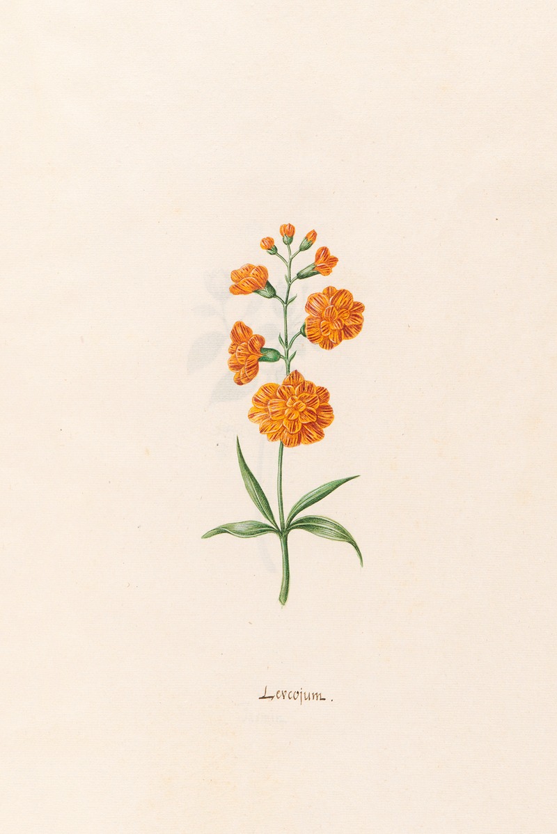 Leucojum by Magdelena Rosina Funck, 1692 — digital art print download