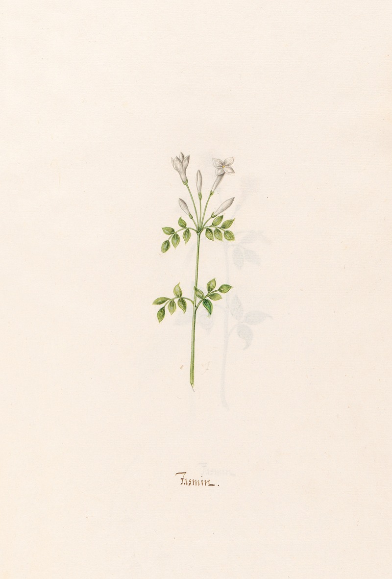 Jasmin by Magdelena Rosina Funck, 1692 — digital art print download