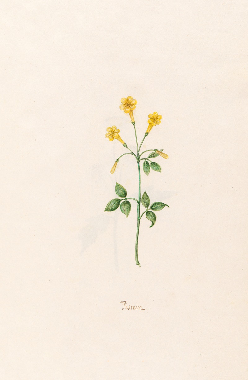 Jasmin by Magdelena Rosina Funck, 1692 — digital art print download