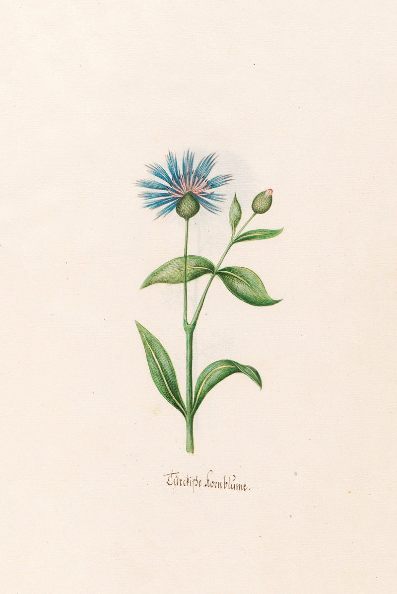 Türckishe kornblüme by Magdelena Rosina Funck, 1692 — digital art print download