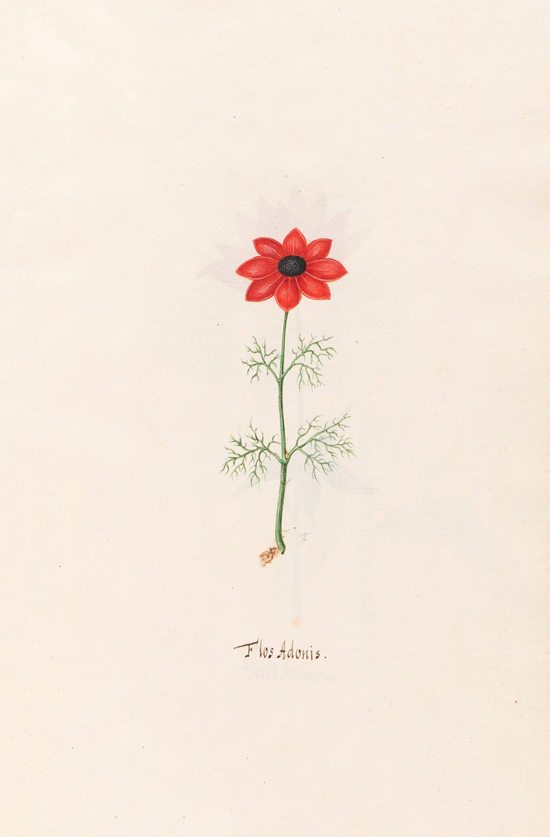 Flos Adonis by Magdelena Rosina Funck, 1692 — digital art print download