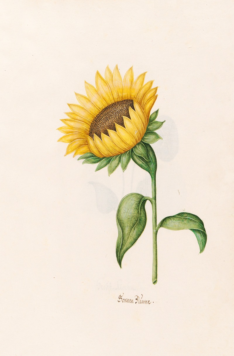 Sonnen Blüme by Magdelena Rosina Funck, 1692 — digital art print download