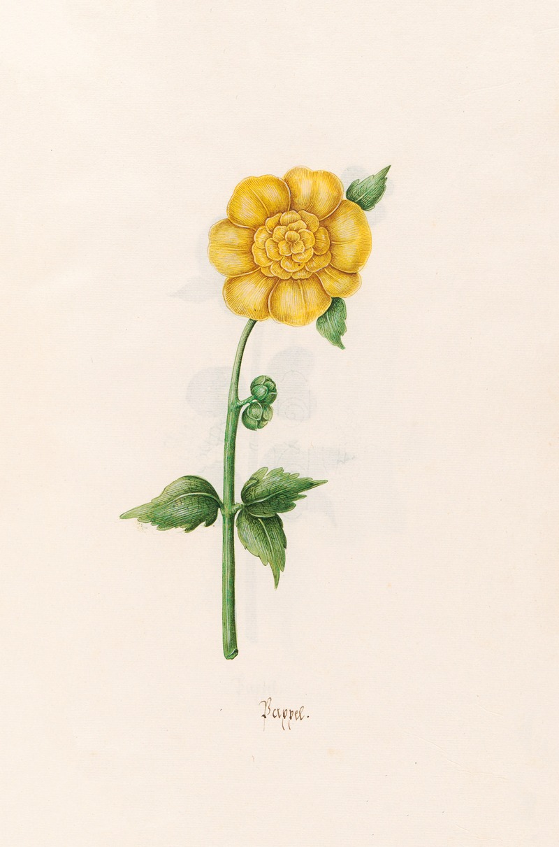 Pappel by Magdelena Rosina Funck, 1692 — digital art print download