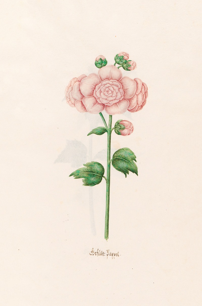 Gefült. Pappel by Magdelena Rosina Funck, 1692 — digital art print download