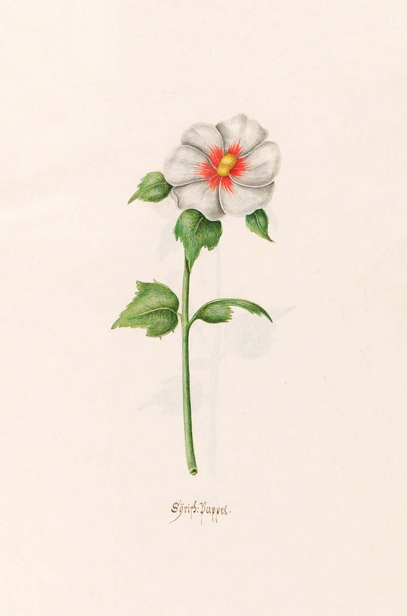 Sÿrish. Pappel by Magdelena Rosina Funck, 1692 — digital art print download