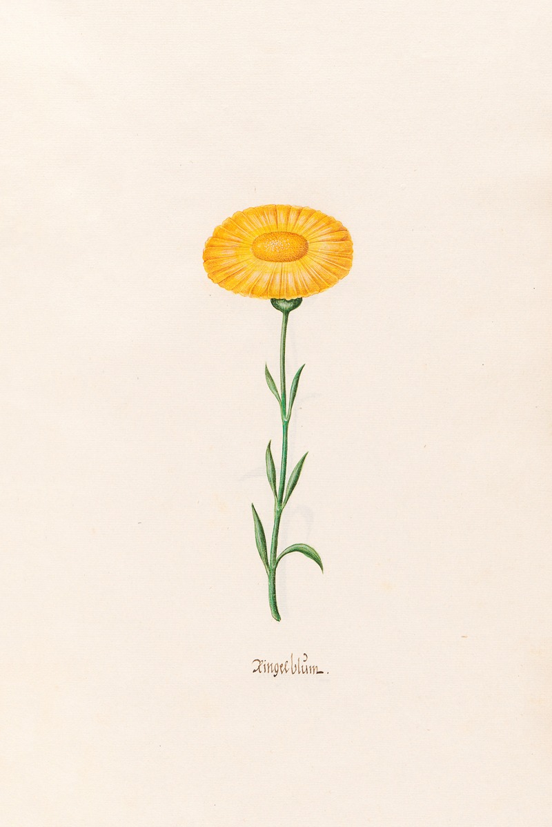 Ringelblüm by Magdelena Rosina Funck, 1692 — digital art print download