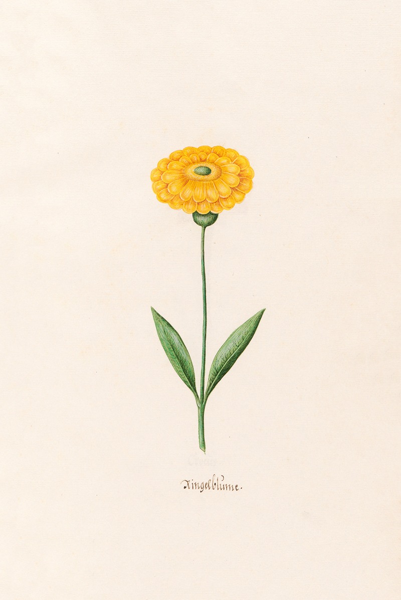 Ringelblüm by Magdelena Rosina Funck, 1692 — digital art print download