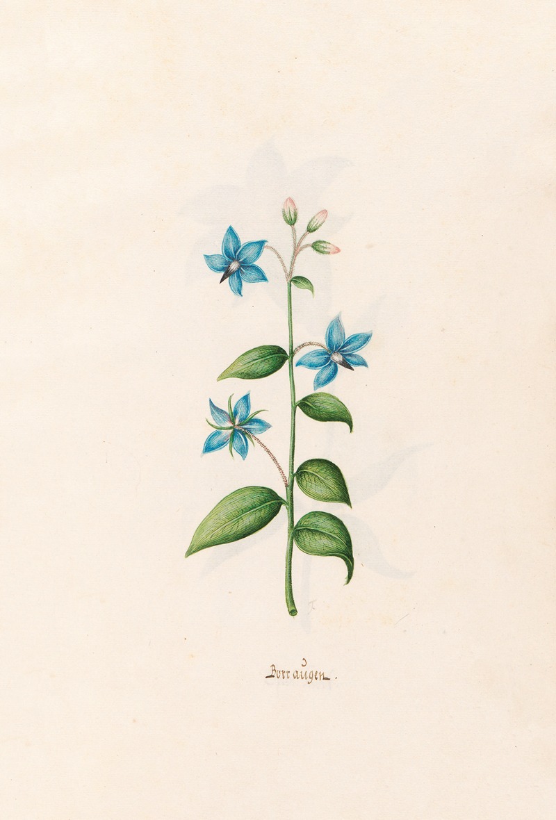 Borraügen by Magdelena Rosina Funck, 1692 — digital art print download