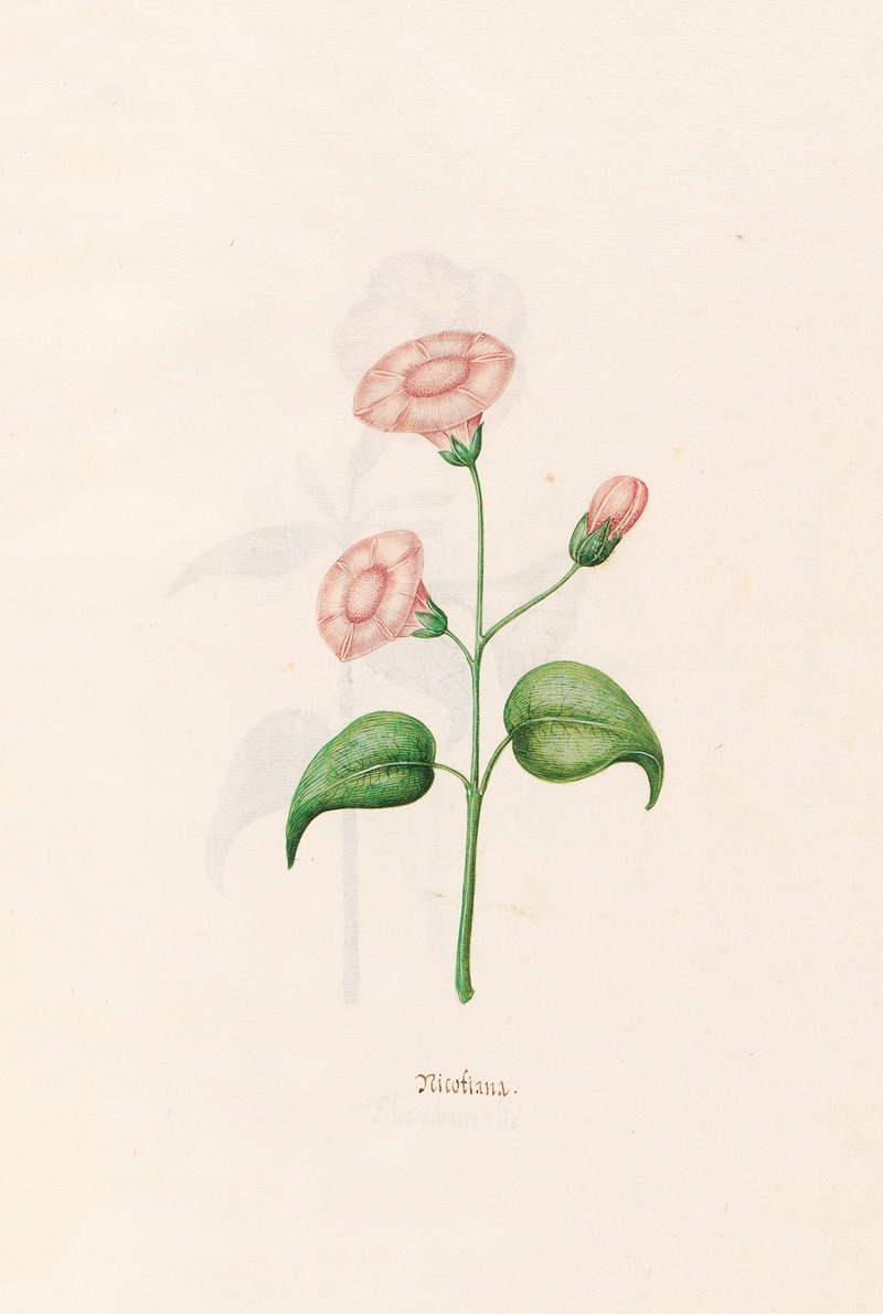 Nicotiana by Magdelena Rosina Funck, 1692 — digital art print download