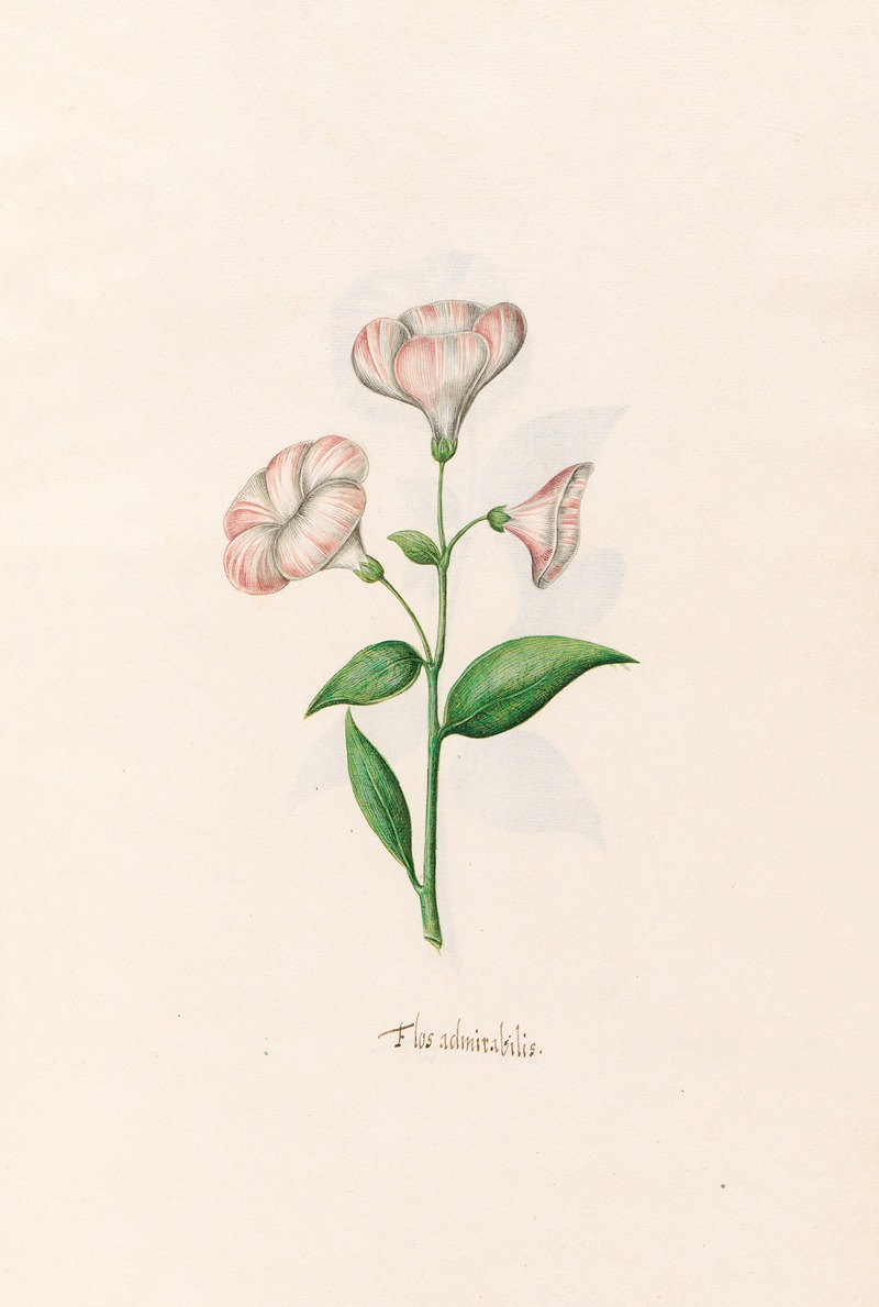 Flos admirabilis by Magdelena Rosina Funck, 1692 — digital art print download