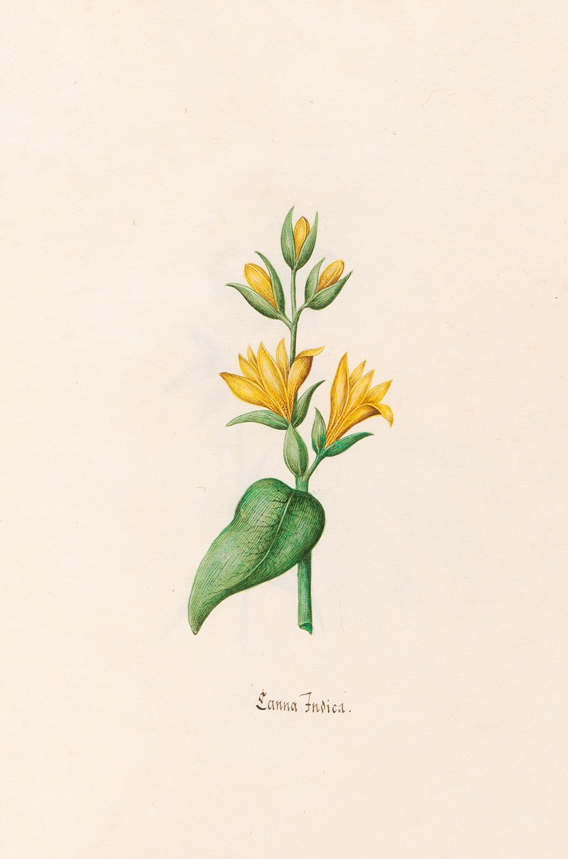 Canna Indica by Magdelena Rosina Funck, 1692 — digital art print download