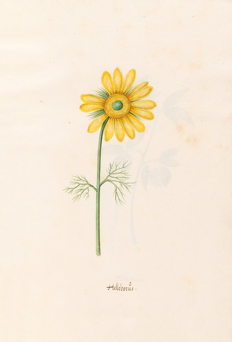 Helleborüs by Magdelena Rosina Funck, 1692 — digital art print download