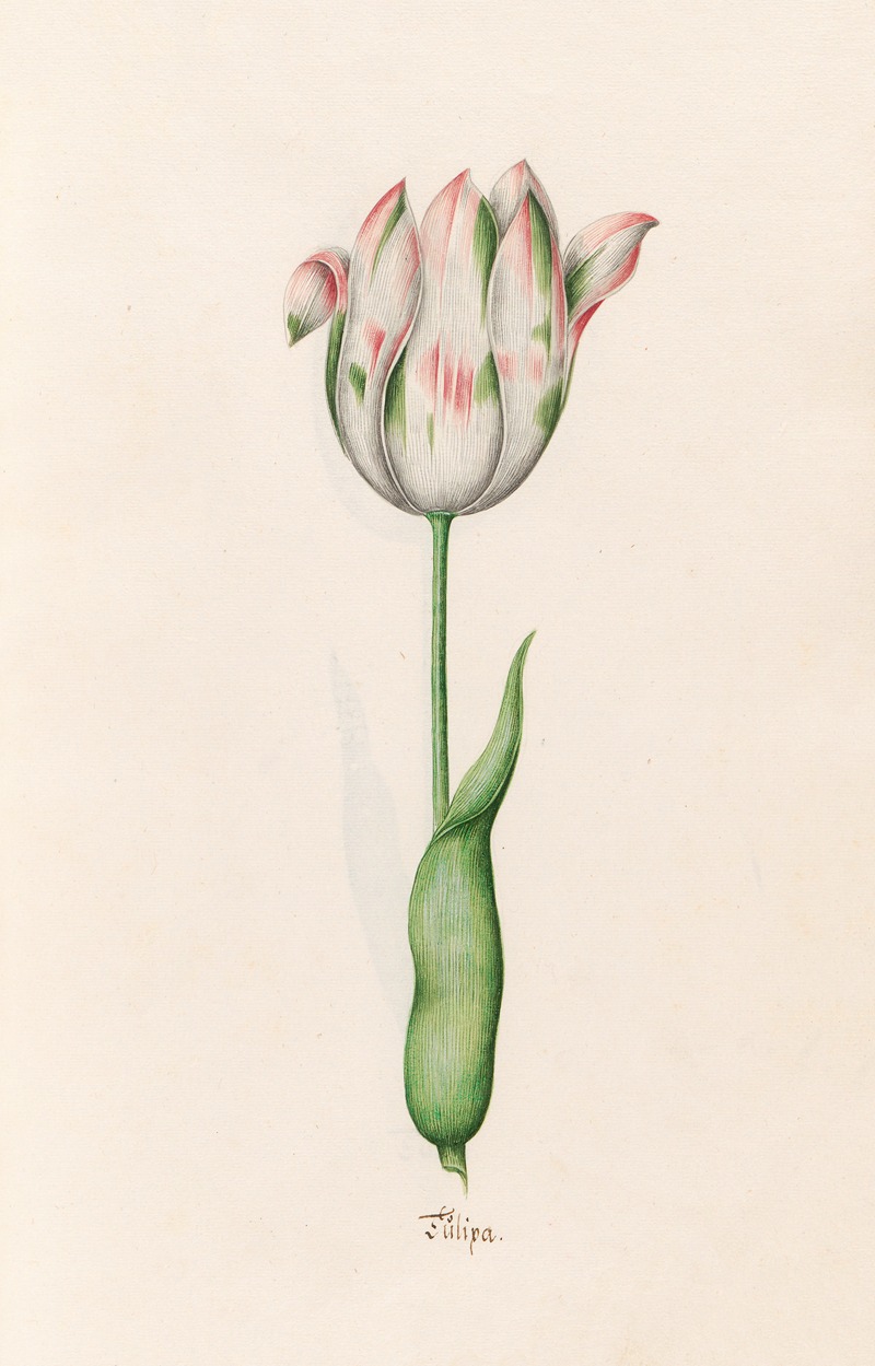 Tülipa by Magdelena Rosina Funck, 1692 — digital art print download