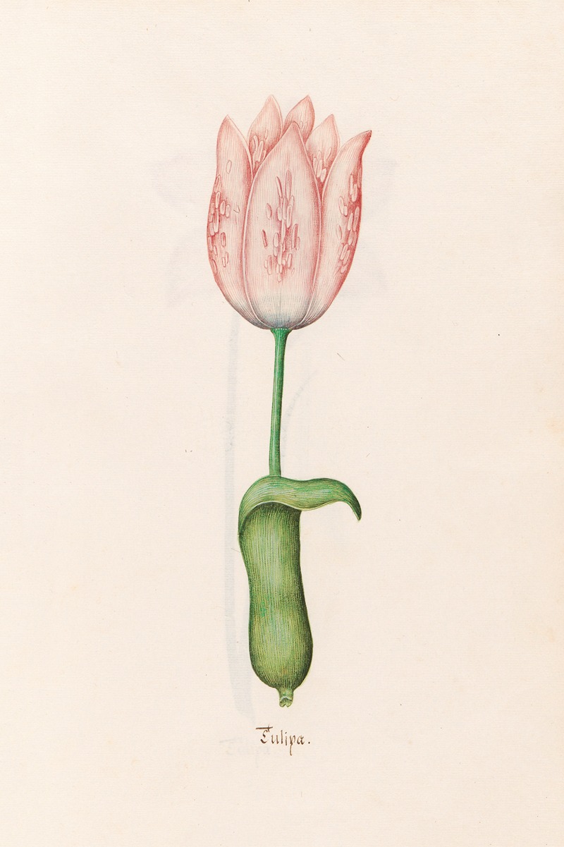 Tülipa by Magdelena Rosina Funck, 1692 — digital art print download