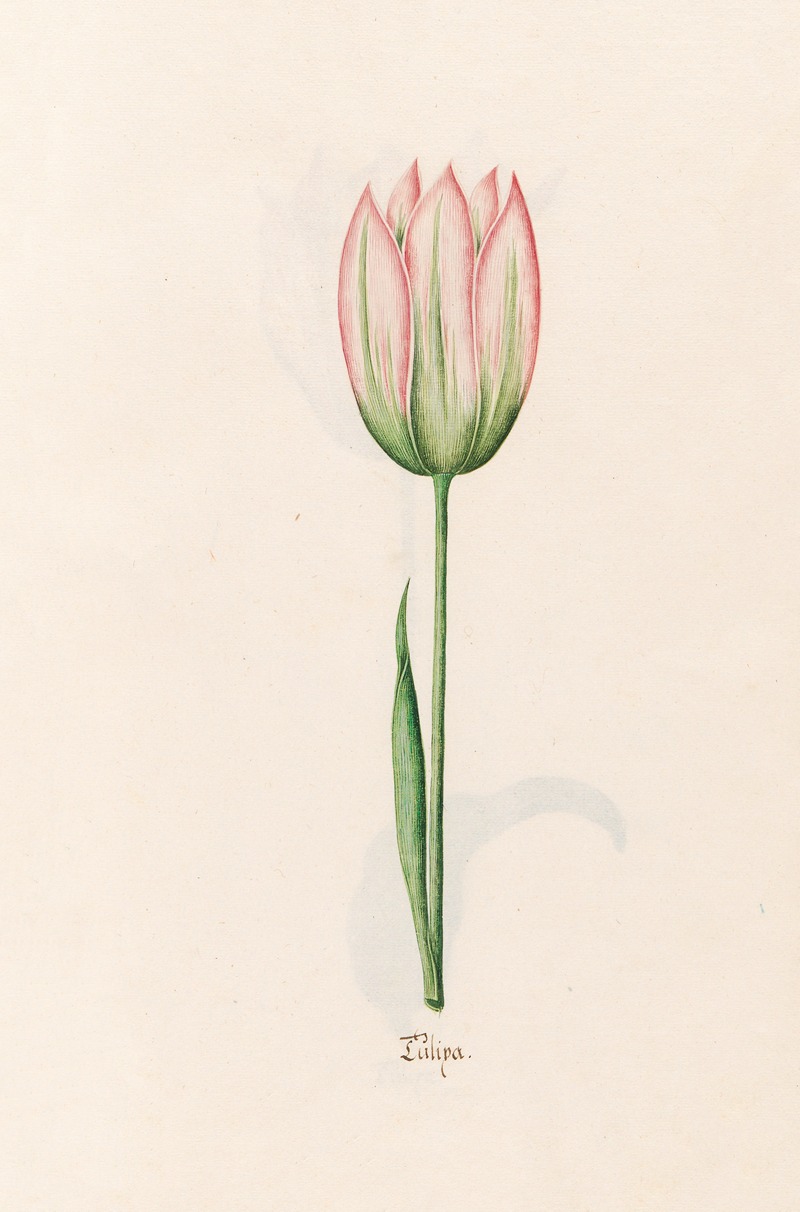 Tülipa by Magdelena Rosina Funck, 1692 — digital art print download