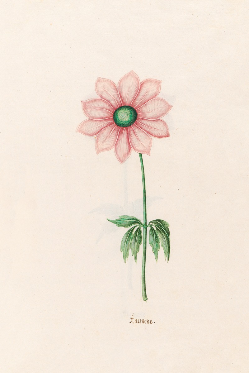 Anemone by Magdelena Rosina Funck, 1692 — digital art print download